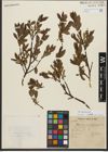 Foto von Salix waldsteiniana Willd.